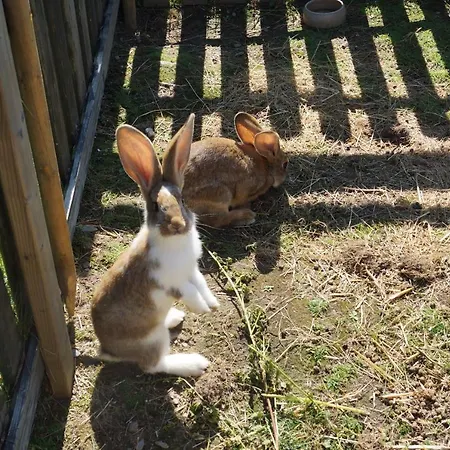 Bio-bauernhof Reiterhof Alloggio per agriturismo
